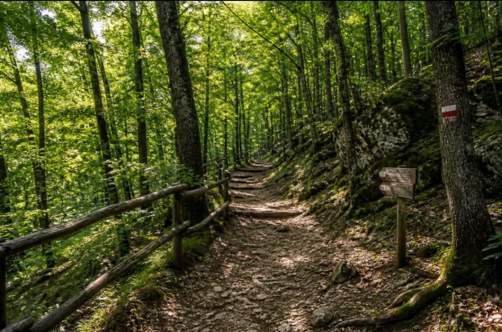 Weekend in Irpinia — sentiero nel bosco per escursioni e trekking