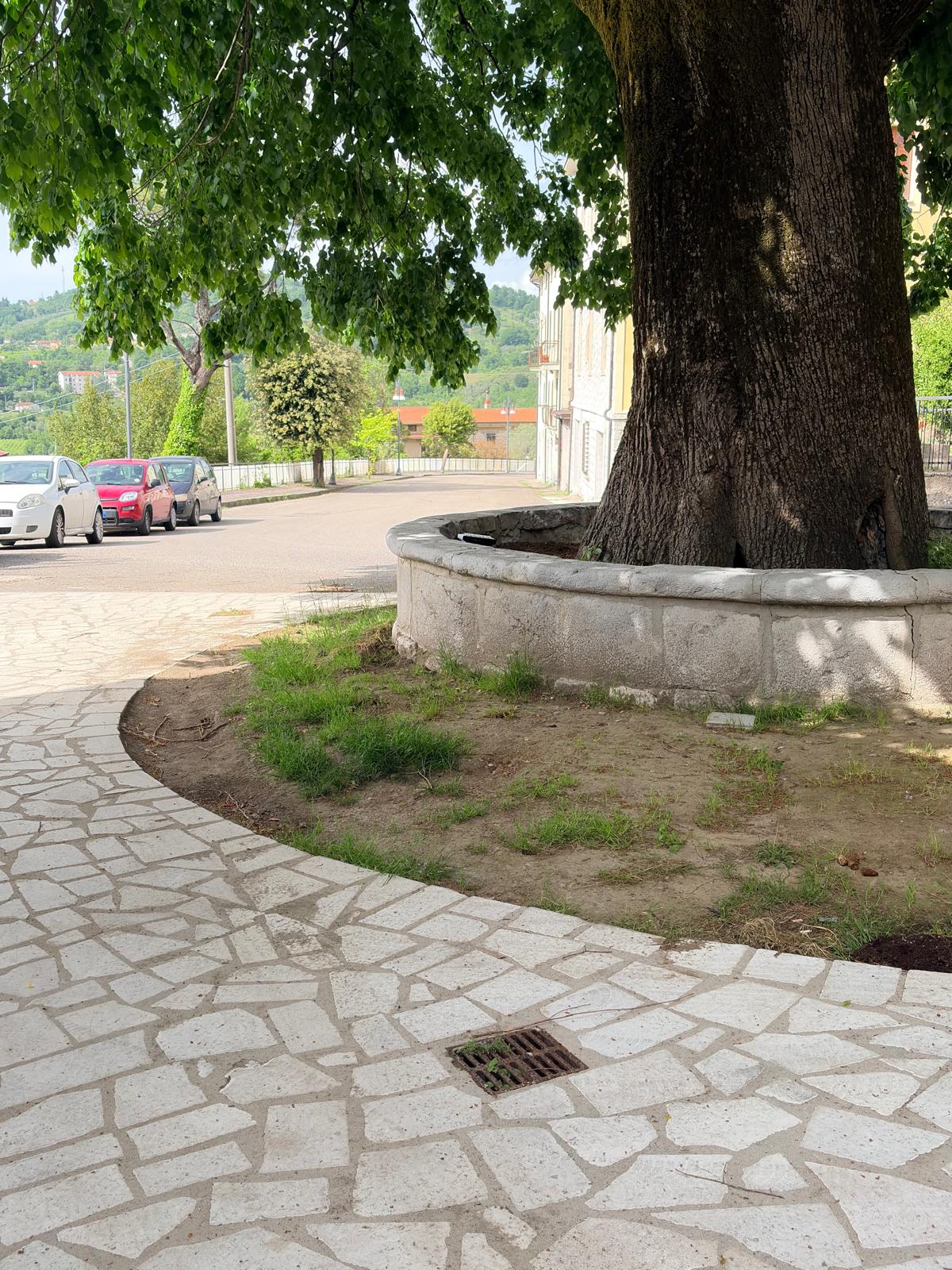 Tiglio secolare Piazza Imbriani Roccabascerana