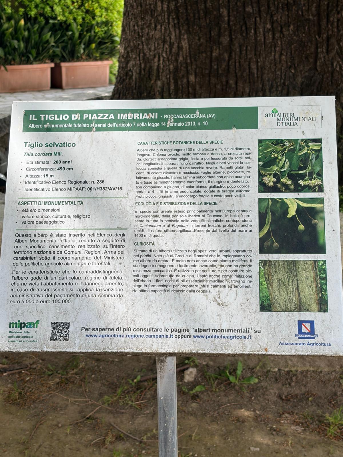 Cartello informazioni Tiglio Roccabascerana